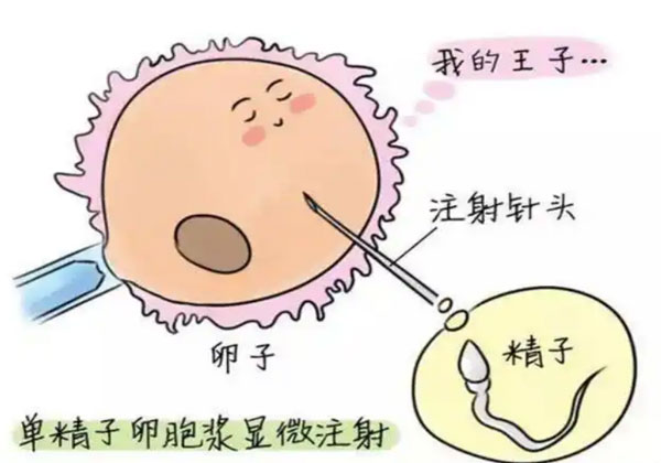 试管婴儿取卵前的准备3